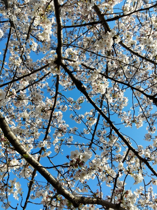 Id Remy先生 フランス語 東京都 とカフェでマンツーマン個人レッスン ハロー先生ドットコム