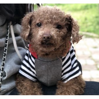 Dahee先生【韓国語 - 東京都】 image 2