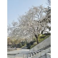 Alexandra先生【英会話 韓国語 - 東京都 神奈川県】 image 3